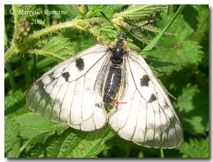 La Parnassius mnemosyne in Sicilia (Lep., Papilionidae)